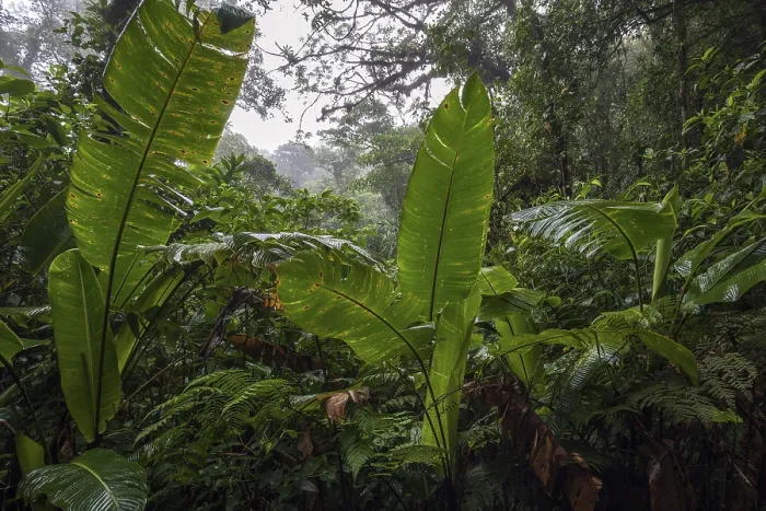 Framed Print : Dense Vegetation in Cloud Forest Print, Costa Rica Framed Print : Dense Vegetation in Cloud Forest Print, Costa Rica