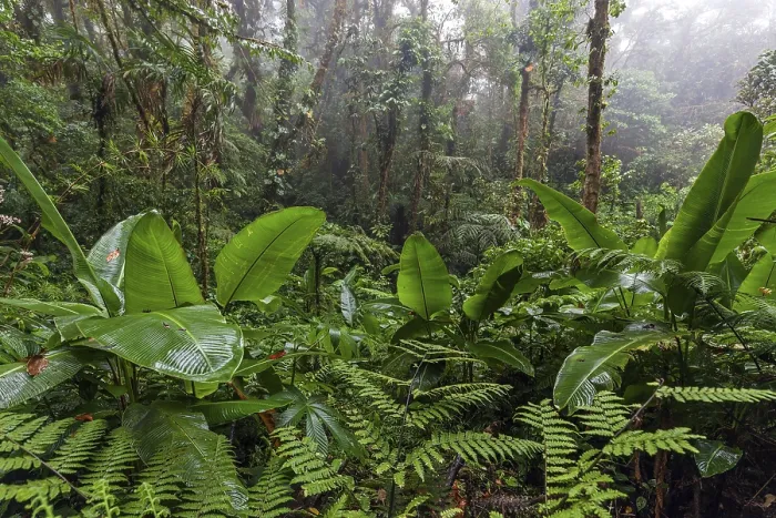 Framed Print : Dense Vegetation in Cloud Forest Print, Costa Rica Framed Print : Dense Vegetation in Cloud Forest Print, Costa Rica