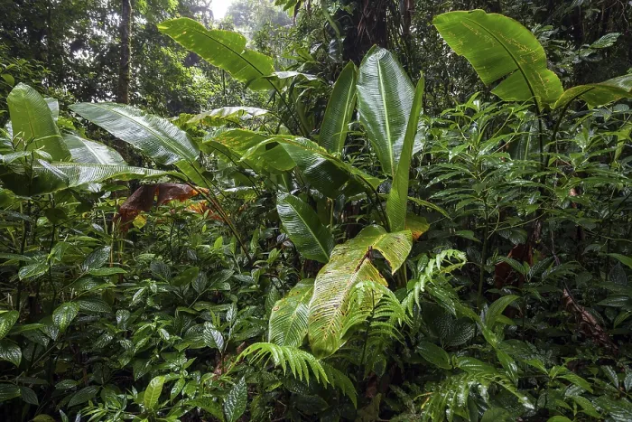 Framed Print : Dense Vegetation in Cloud Forest Print, Costa Rica Framed Print : Dense Vegetation in Cloud Forest Print, Costa Rica