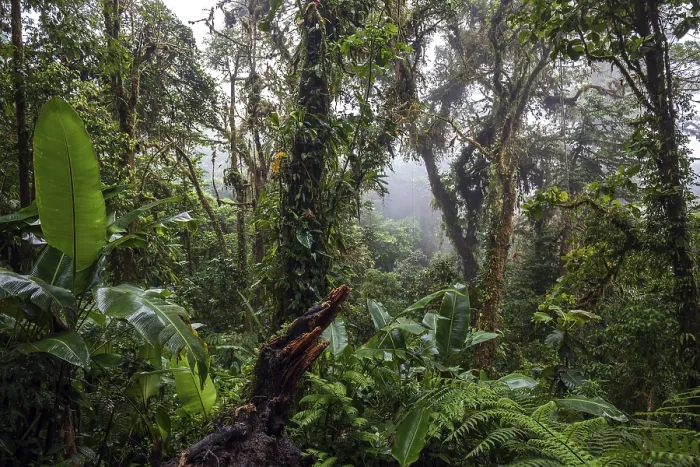 Framed Print : Dense Vegetation in Cloud Forest Print, Costa Rica Framed Print : Dense Vegetation in Cloud Forest Print, Costa Rica