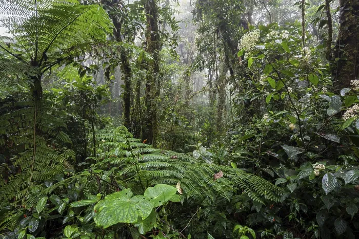 Framed Print : Dense Cloud Forest Vegetation Print, Costa Rica Framed Print : Dense Cloud Forest Vegetation Print, Costa Rica