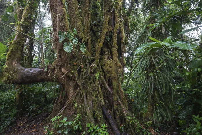 Framed Print : Dense Vegetation in Cloud Forest Print, Costa Rica Framed Print : Dense Vegetation in Cloud Forest Print, Costa Rica