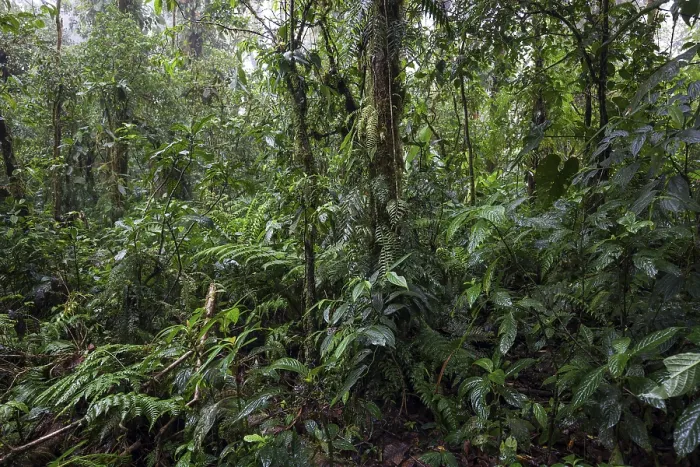 Framed Print : Dense Vegetation in Cloud Forest Print, Costa Rica Framed Print : Dense Vegetation in Cloud Forest Print, Costa Rica
