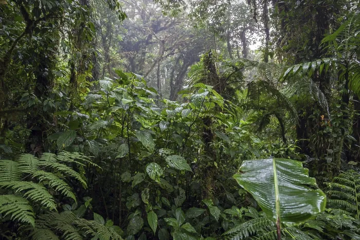 Framed Print : Dense Vegetation in Cloud Forest Print, Costa Rica Framed Print : Dense Vegetation in Cloud Forest Print, Costa Rica