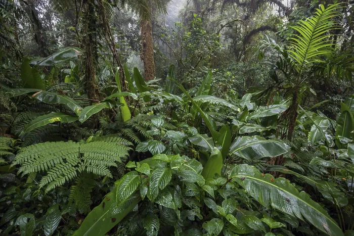 Framed Print : Dense Vegetation Print, Cloud Forest, Costa Rica Framed Print : Dense Vegetation Print, Cloud Forest, Costa Rica