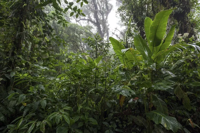 Framed Print : Dense Vegetation in Cloud Forest Print, Costa Rica Framed Print : Dense Vegetation in Cloud Forest Print, Costa Rica