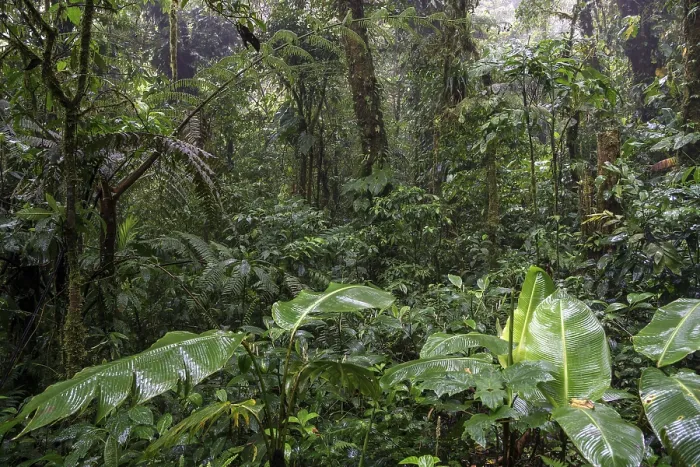 Framed Print : Dense Vegetation in Cloud Forest Print, Costa Rica Framed Print : Dense Vegetation in Cloud Forest Print, Costa Rica