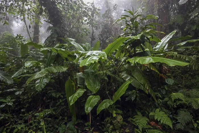 Framed Print : Dense Vegetation Print, Cloud Forest, Costa Rica Framed Print : Dense Vegetation Print, Cloud Forest, Costa Rica
