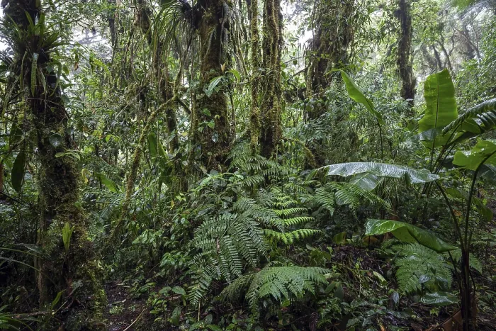 Framed Print : Dense Vegetation Print, Cloud Forest, Costa Rica
