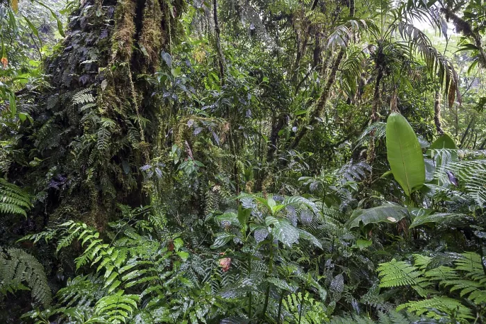 Framed Print : Dense Vegetation in Cloud Forest Print, Costa Rica Framed Print : Dense Vegetation in Cloud Forest Print, Costa Rica