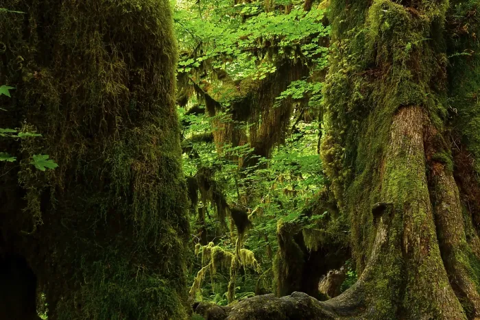 Framed Print : Dense Rainforest Vegetation Print, Olympic National Park Framed Print : Dense Rainforest Vegetation Print, Olympic National Park