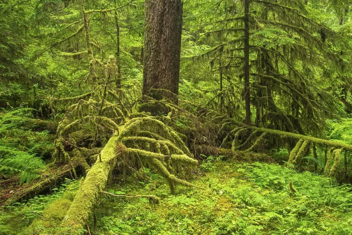 Framed Print : Rainforest Dense Vegetation Print, Olympic National Park Framed Print : Rainforest Dense Vegetation Print, Olympic National Park