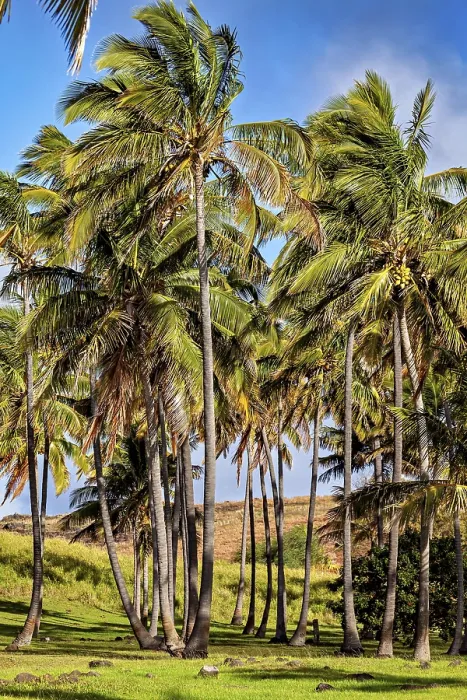 Framed Print : South Pacific Palm Trees Print - Easter Island Landscape Framed Print : South Pacific Palm Trees Print - Easter Island Landscape