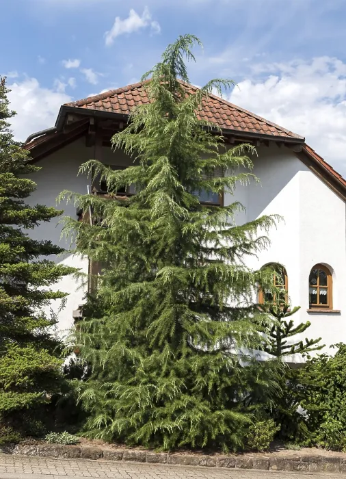 Framed Print : Deodar Cedar Print (Cedrus deodara) Framed Print : Deodar Cedar Print (Cedrus deodara)