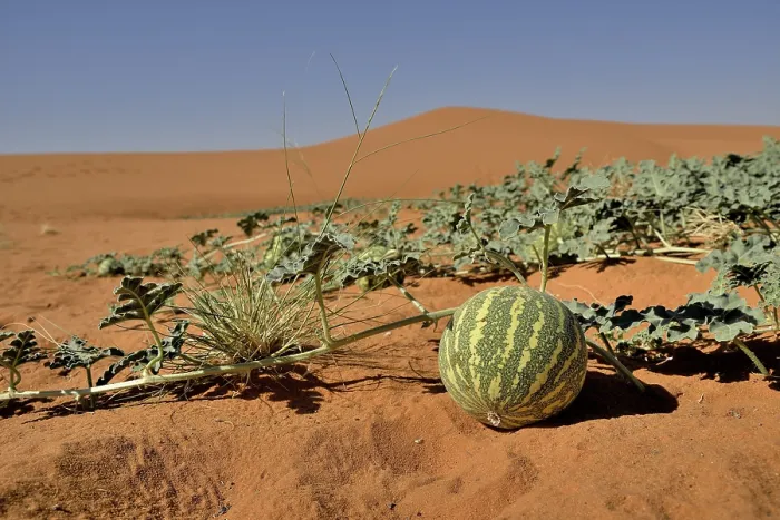 Framed Print : Desert Melon in the Bayuda Desert, Sudan Print Framed Print : Desert Melon in the Bayuda Desert, Sudan Print