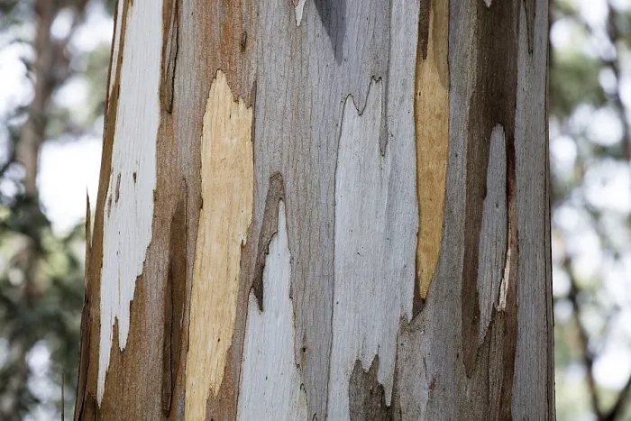 Framed Print : Australia Eucalyptus Tree Bark Print Framed Print : Australia Eucalyptus Tree Bark Print