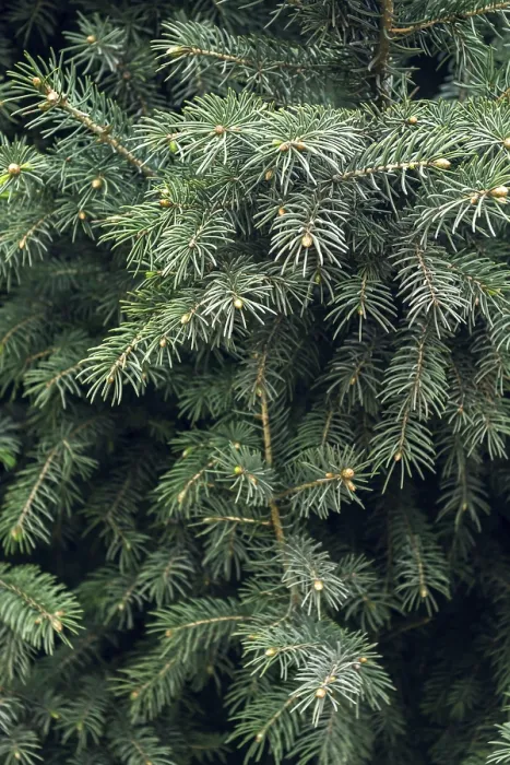 Framed Print : Dragon Spruce Print: Dense Foliage and Emerging Cones Framed Print : Dragon Spruce Print: Dense Foliage and Emerging Cones