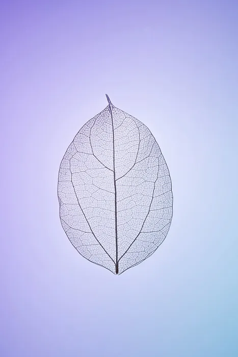 Framed Print : Leaf Skeleton Print: Intricate Veins on Gradient Background Framed Print : Leaf Skeleton Print: Intricate Veins on Gradient Background