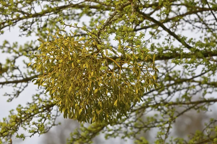 Framed Print : Mistletoe in Spring, Peenetal Nature Park, Germany Print Framed Print : Mistletoe in Spring, Peenetal Nature Park, Germany Print