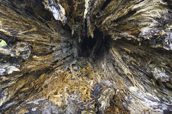 Framed Print : Detailed View of a Weathered Tree Trunk Print Framed Print : Detailed View of a Weathered Tree Trunk Print