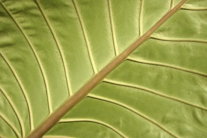 Framed Print : Details of the Structure of a Leaf Print Framed Print : Details of the Structure of a Leaf Print