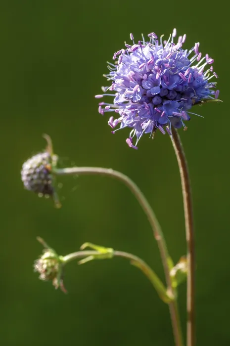Framed Print : Devil's-bit Scabious Print - Succisa Pratensis Framed Print : Devil's-bit Scabious Print - Succisa Pratensis
