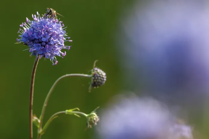 Framed Print : Devil's-bit Scabious Print Framed Print : Devil's-bit Scabious Print