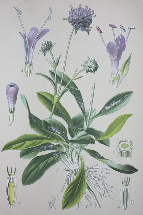 Framed Print : Devil's-bit Scabious Print, 1885 Framed Print : Devil's-bit Scabious Print, 1885