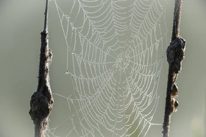 Framed Print : Dew-covered Spider Web Print, Lower Saxony, Germany Framed Print : Dew-covered Spider Web Print, Lower Saxony, Germany