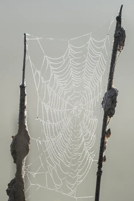 Framed Print : Dew-covered spider web between cattails print, Germany Framed Print : Dew-covered spider web between cattails print, Germany