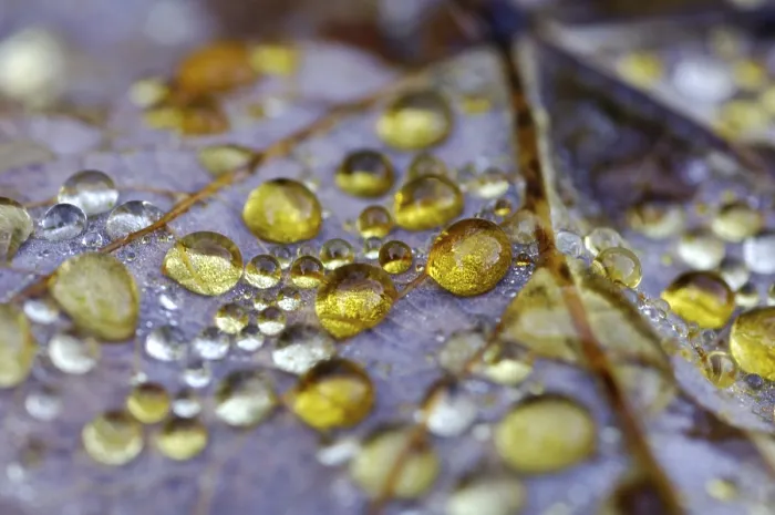 Framed Print : Dew Drop on Maple Leaf Print Framed Print : Dew Drop on Maple Leaf Print