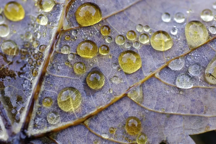 Framed Print : Dew Drop on Maple Leaf Print Framed Print : Dew Drop on Maple Leaf Print