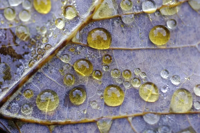 Framed Print : Dew Drop on Maple Leaf Print Framed Print : Dew Drop on Maple Leaf Print