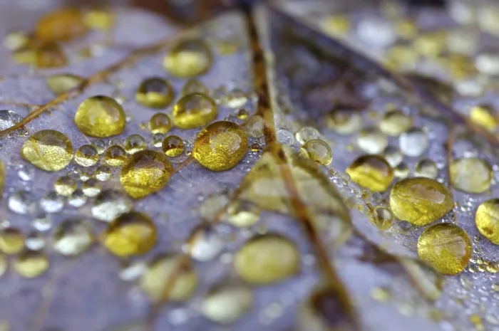 Framed Print : Dew Drop Print on Maple Leaf in Autumn Framed Print : Dew Drop Print on Maple Leaf in Autumn