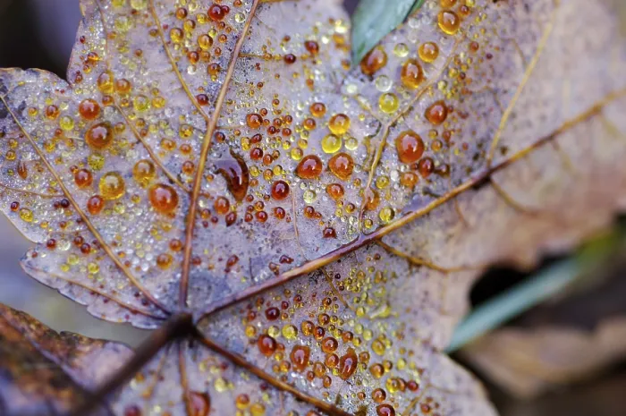 Framed Print : Dew Drop Print on Maple Leaf in Autumn Framed Print : Dew Drop Print on Maple Leaf in Autumn