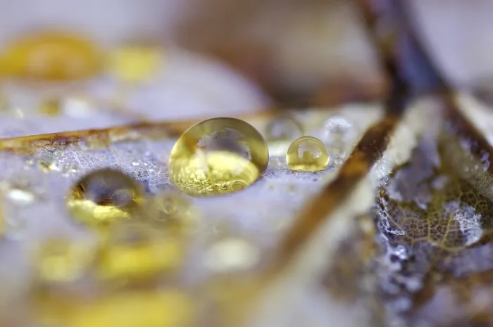 Framed Print : Dew Drop Print on Maple Leaf in Autumn Framed Print : Dew Drop Print on Maple Leaf in Autumn