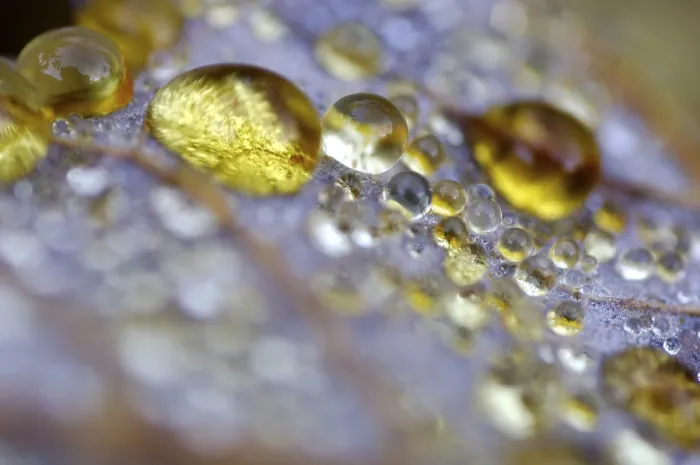 Framed Print : Dew Drop Print on Maple Leaf in Autumn Framed Print : Dew Drop Print on Maple Leaf in Autumn