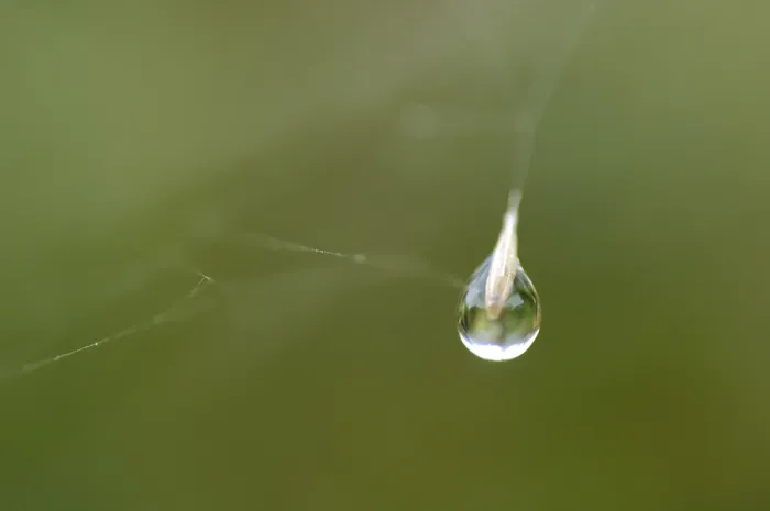 Framed Print : Dew Drop Hanging in a Spider Net Print Framed Print : Dew Drop Hanging in a Spider Net Print