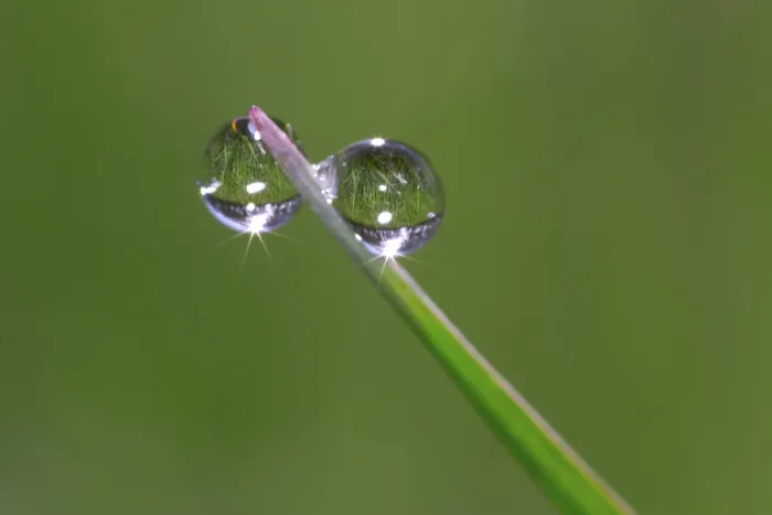 Framed Print : Dew Drops Print by ImageBROKER Framed Print : Dew Drops Print by ImageBROKER
