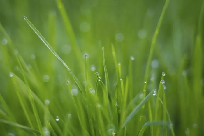 Framed Print : Dew Drops on Grass Print Framed Print : Dew Drops on Grass Print