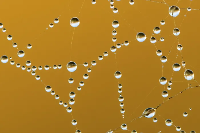 Framed Print : Dew Drops in a Spider's Web Print, Goldenstedt, Germany Framed Print : Dew Drops in a Spider's Web Print, Goldenstedt, Germany