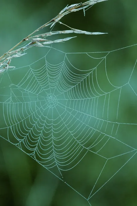 Framed Print : Dew Drops in Spider's Web Print, North Rhine-Westphalia Framed Print : Dew Drops in Spider's Web Print, North Rhine-Westphalia