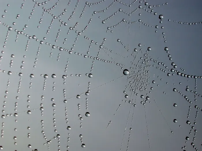Framed Print : Dew Drops in Spider's Web Print Framed Print : Dew Drops in Spider's Web Print