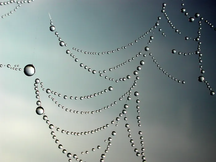 Framed Print : Dew Drops in Spider's Web Print Framed Print : Dew Drops in Spider's Web Print