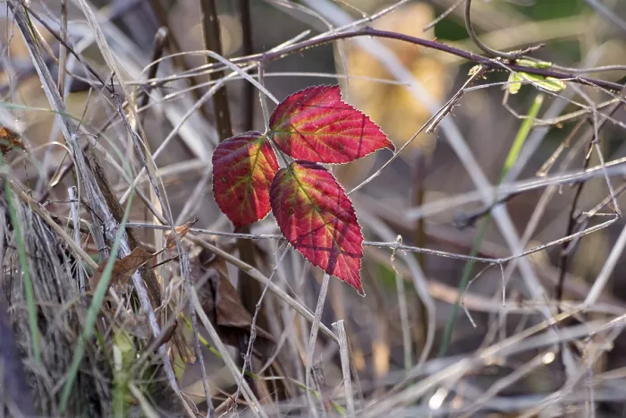 Framed Print : Dewberry Leaf Print, Close-up Autumn View Framed Print : Dewberry Leaf Print, Close-up Autumn View