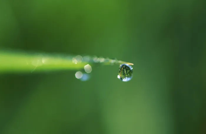 Framed Print : Dewdrop at Blade of Grass Print Framed Print : Dewdrop at Blade of Grass Print