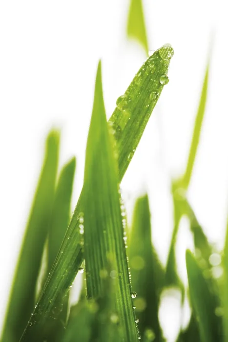 Framed Print : Dewdrops on blades of grass Print Framed Print : Dewdrops on blades of grass Print