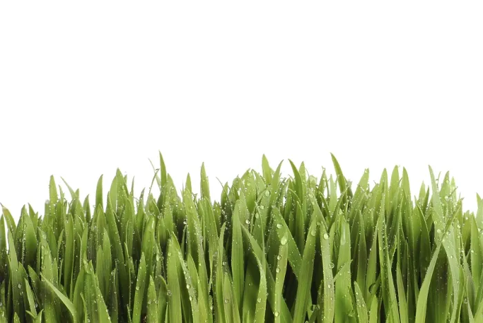 Framed Print : Dewdrops on Grass Print Framed Print : Dewdrops on Grass Print
