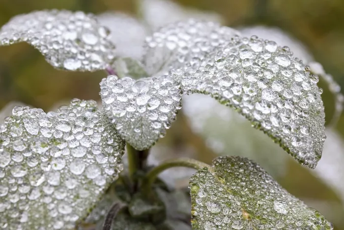 Framed Print : Dewdrops on Sage Leaf Print Framed Print : Dewdrops on Sage Leaf Print