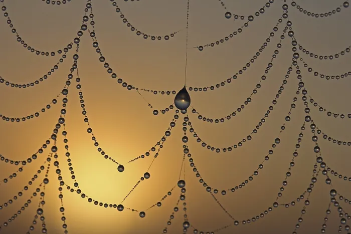 Framed Print : Dewdrops on a spider web Print at Sunrise Framed Print : Dewdrops on a spider web Print at Sunrise